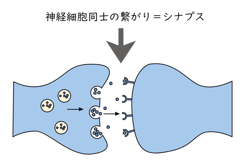 シナプス